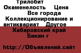Трилобит Asaphus. Окаменелость. › Цена ­ 300 - Все города Коллекционирование и антиквариат » Другое   . Хабаровский край,Бикин г.